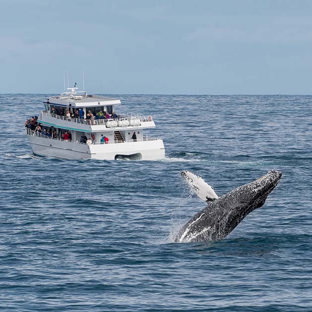 Whale Watching
